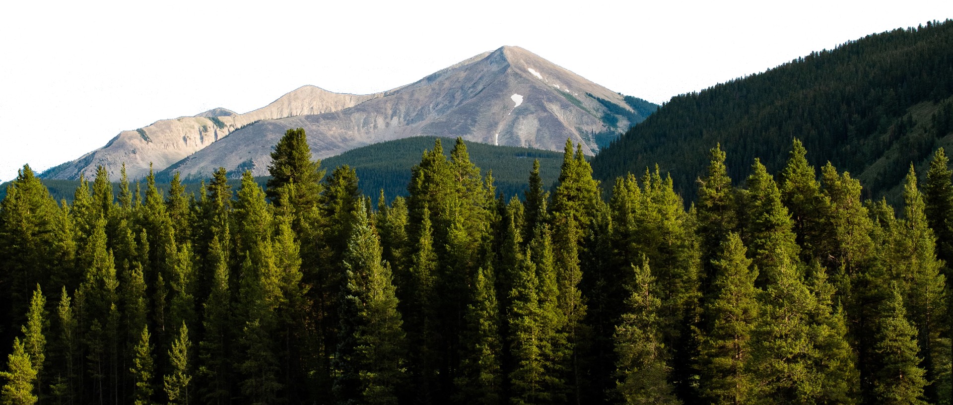 Colorado Forest
